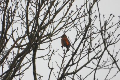 Bec-croisé des sapins