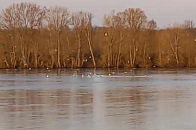 Mouette mélanocéphale