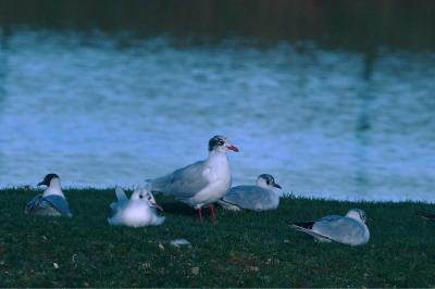 Mouette mélanocéphale