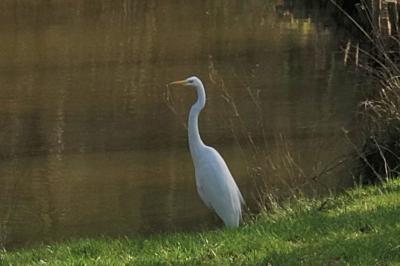 Grande Aigrette