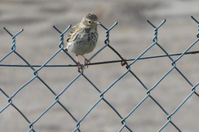 Pipit farlouse