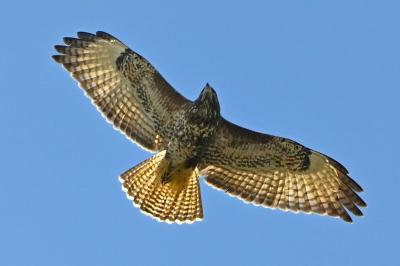 Buse variable