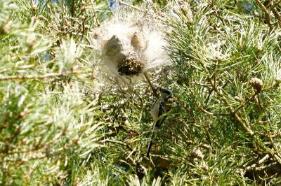 Mésange à longue queue