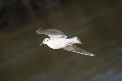 Mouette rieuse