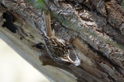 Grimpereau des jardins