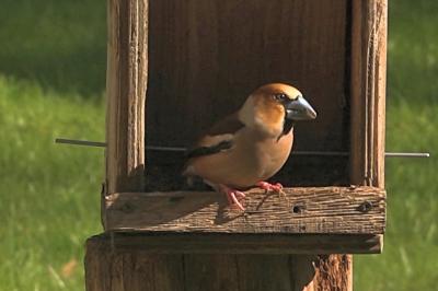 Grosbec casse-noyaux