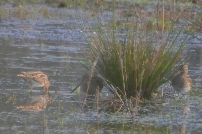 Bécassine des marais