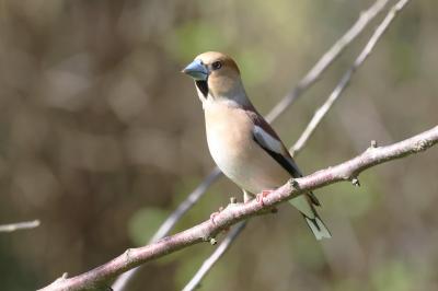 Grosbec casse-noyaux