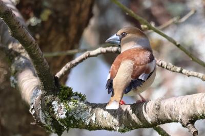 Grosbec casse-noyaux