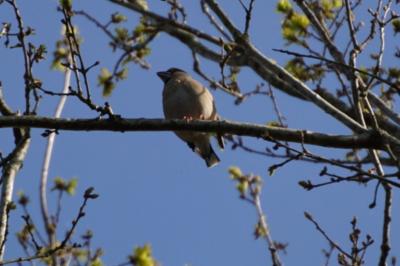 Grosbec casse-noyaux