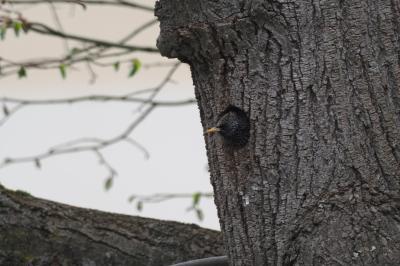 Étourneau sansonnet