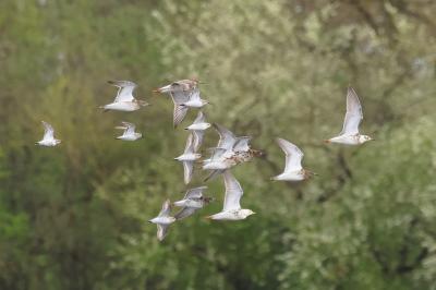 Chevalier combattant