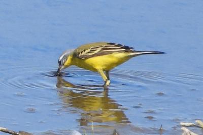 Bergeronnette printanière