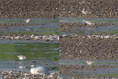 Bécasseau de Temminck