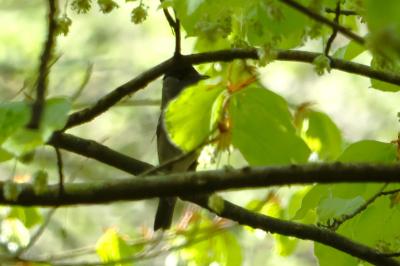 Fauvette à tête noire