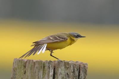 Bergeronnette printanière