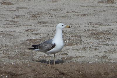 Goéland leucophée
