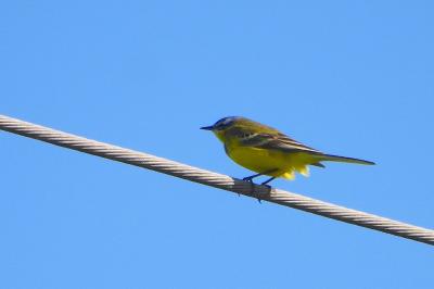 Bergeronnette printanière