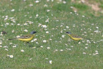 Bergeronnette printanière scandinave