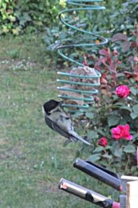 Mésange charbonnière