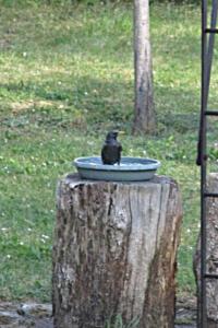 Étourneau sansonnet