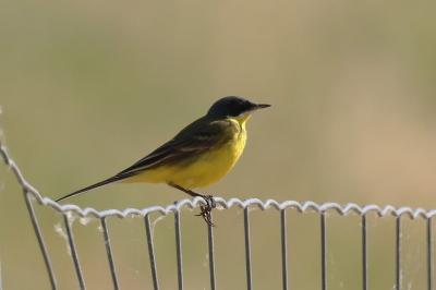 Bergeronnette printanière des Balkans