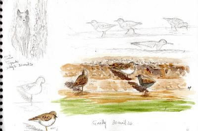 Calidris temminckii
