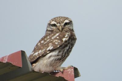 Athene noctua