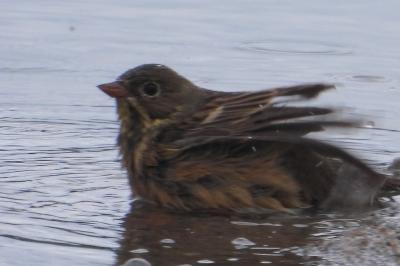 Emberiza hortulana