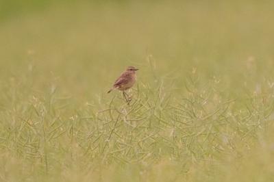 Saxicola rubicola