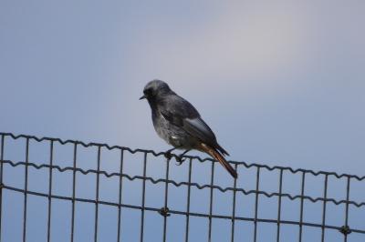 Phoenicurus ochruros