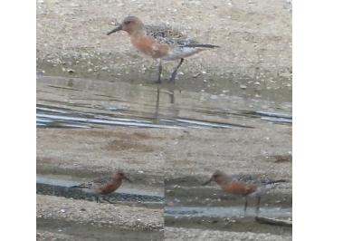 Calidris canutus