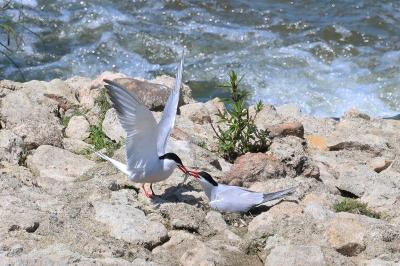 Sterna hirundo
