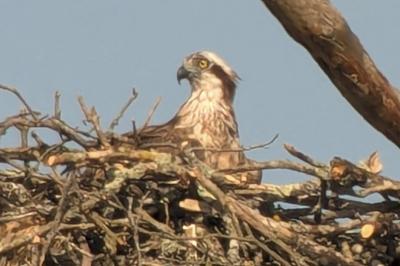 Pandion haliaetus