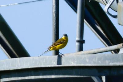 Motacilla flava