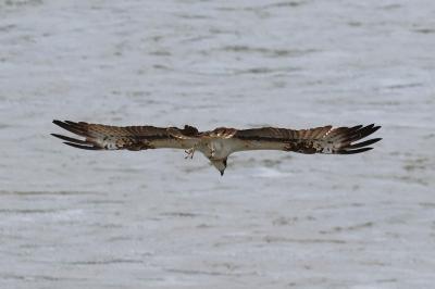 Balbuzard pêcheur