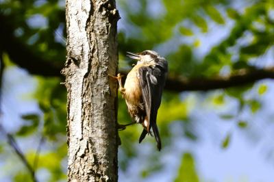 Sitta europaea