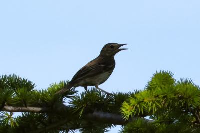 Pipit des arbres
