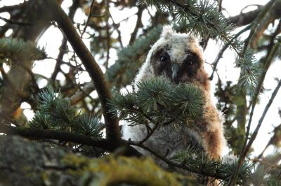 Hibou moyen-duc