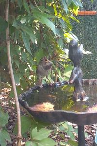 Moineau domestique
