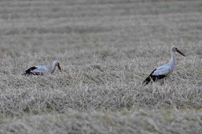 Cigogne blanche