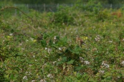 Linotte mélodieuse