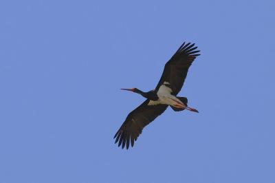 Cigogne noire