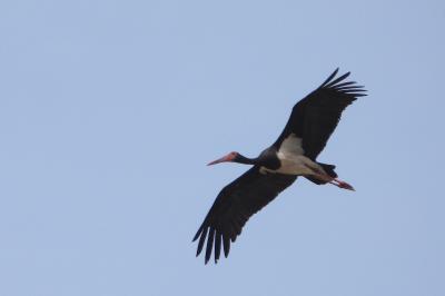 Cigogne noire