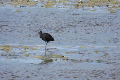 Ibis falcinelle