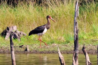 Cigogne noire