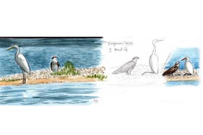 Grande Aigrette