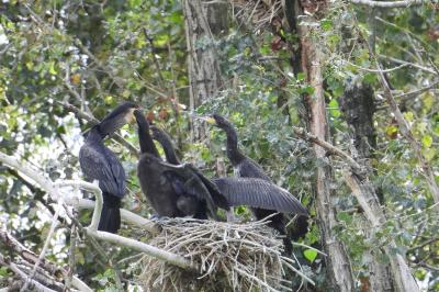 Grand Cormoran