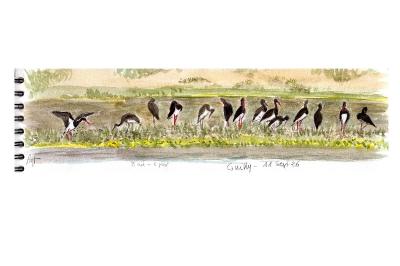 Cigogne noire