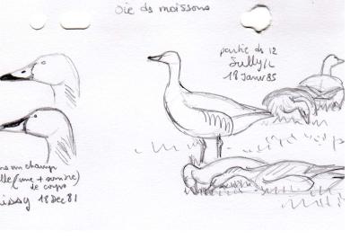 Oie des moissons